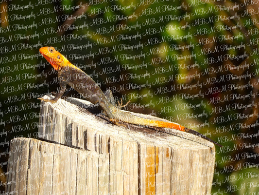 Vibrant Male Florida Iguana Series - 2 Images | *DIGITAL DOWNLOAD[S]*