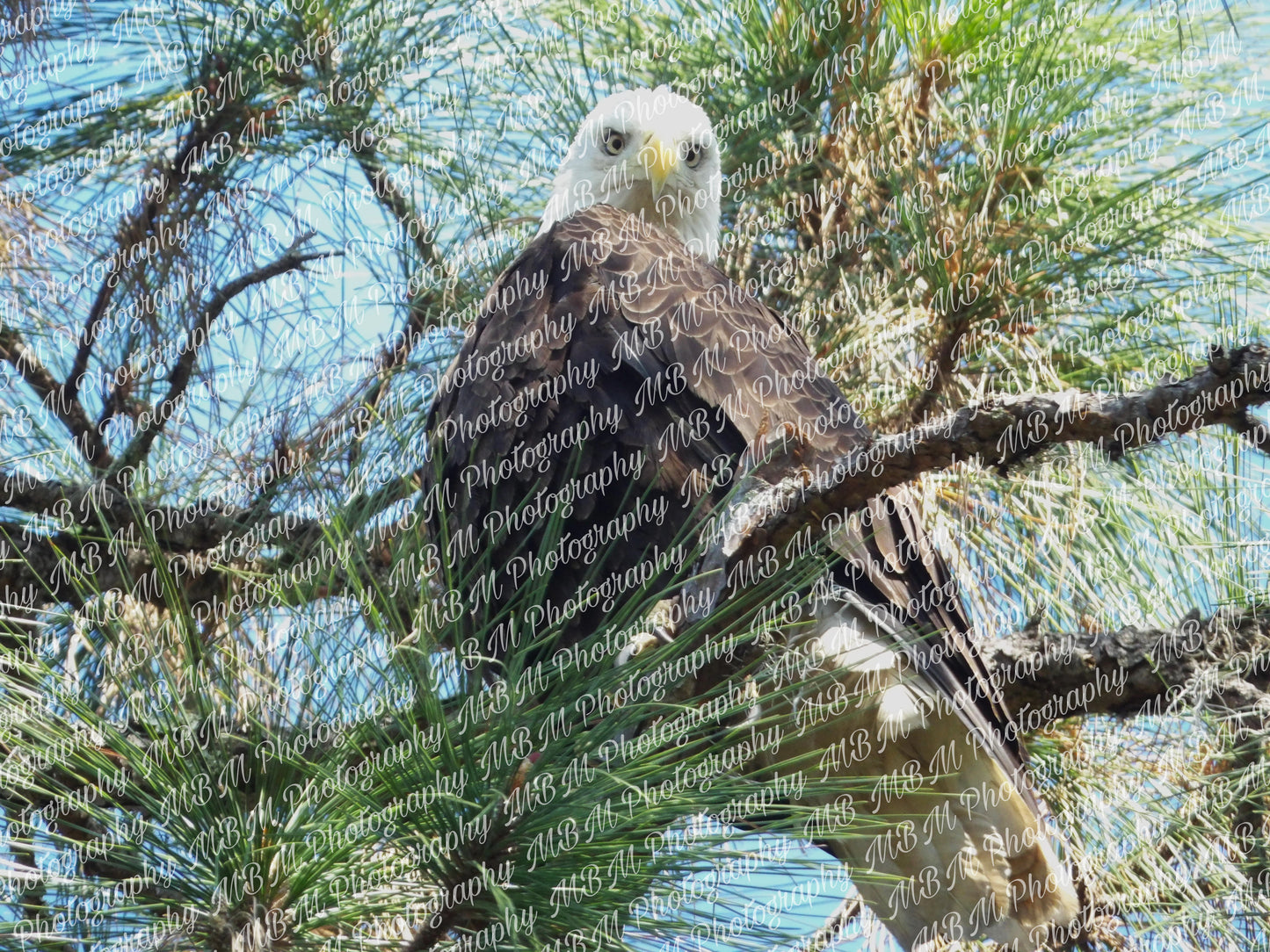 Bald Eagle Series - 3 Images | *DIGITAL DOWNLOAD[S]*