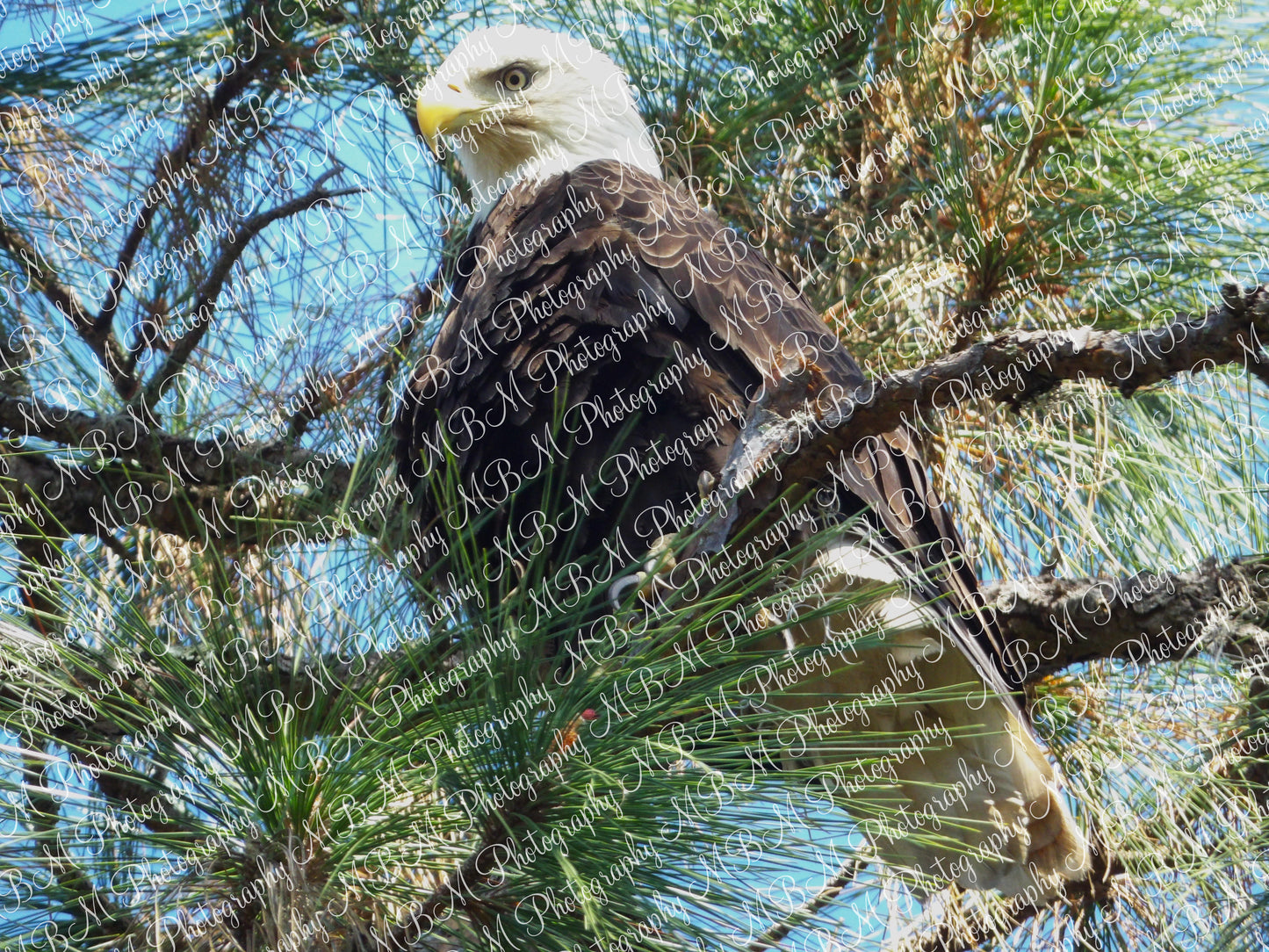 Bald Eagle Series - 3 Images | *DIGITAL DOWNLOAD[S]*