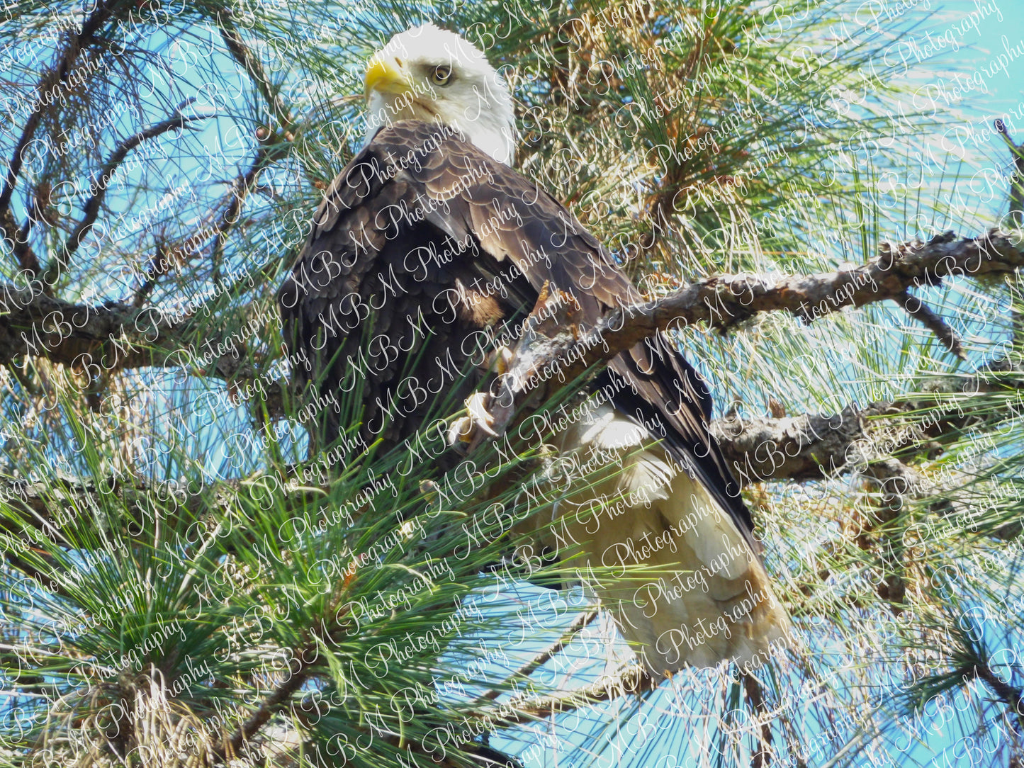 Bald Eagle Series - 3 Images | *DIGITAL DOWNLOAD[S]*