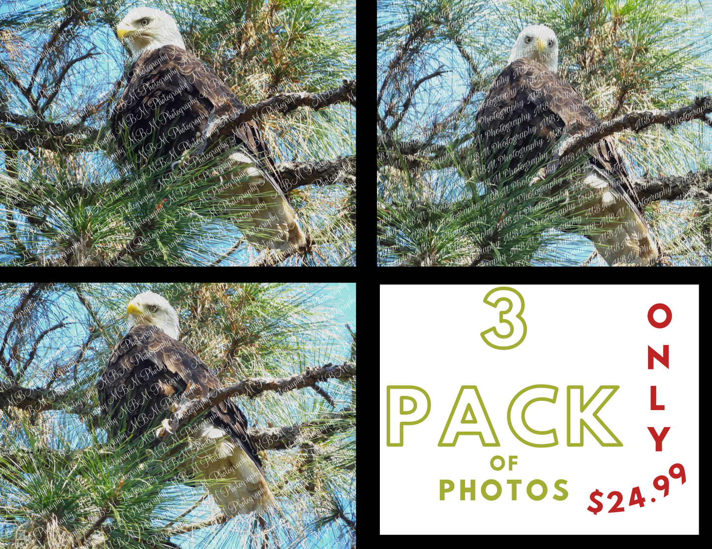 Bald Eagle Series - 3 Images | *DIGITAL DOWNLOAD[S]*